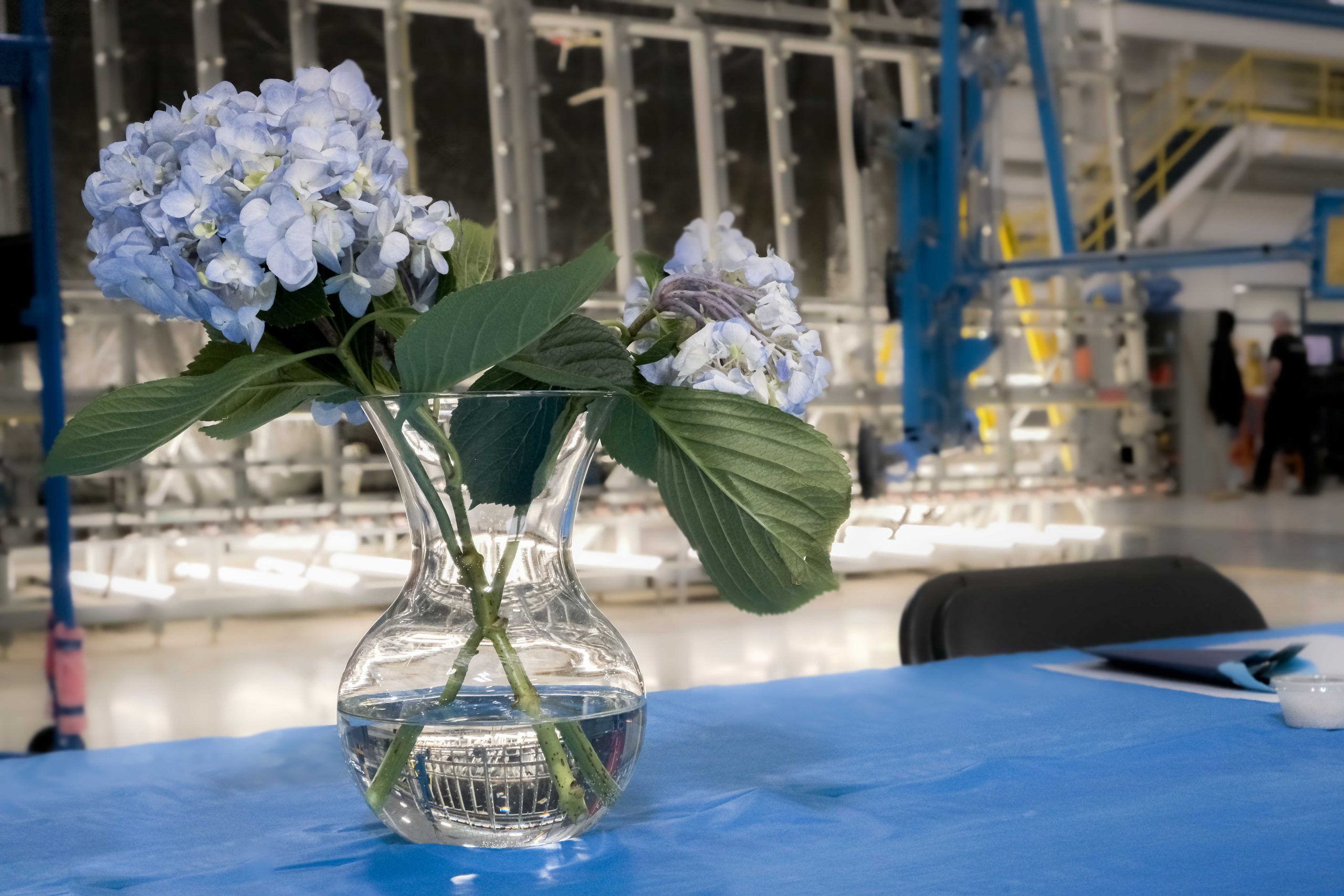 Hydrangeas decoration 